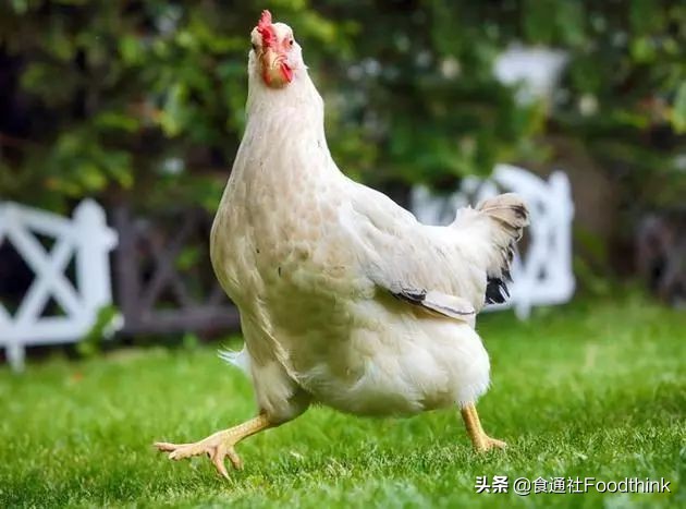 想在自家楼顶种菜,想在阳台种菜用什么花盆好