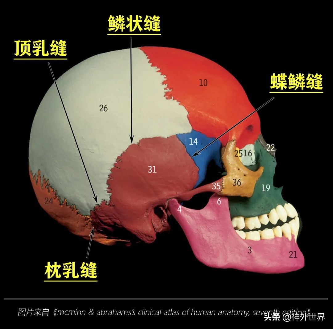 颞骨解剖,颞肌解剖讲解