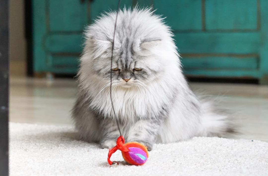 养猫怎么解决家里到处是毛,家里养猫大小便怎么解决