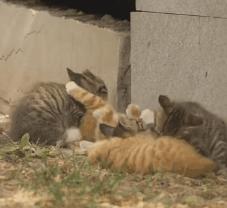 一到毕业季,我们大学的校猫就疯了哈哈哈