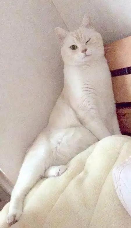 猫的终极凡尔赛：你的屏幕放不下我的腿