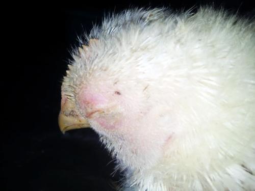 病毒感冒引起的皮疹怎么处理,病毒感染脸肿怎么回事