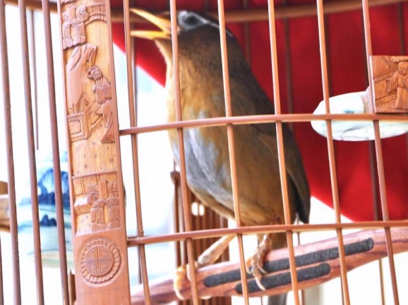 画眉鸟怎样养才稳住性,如何养好画眉生鸟