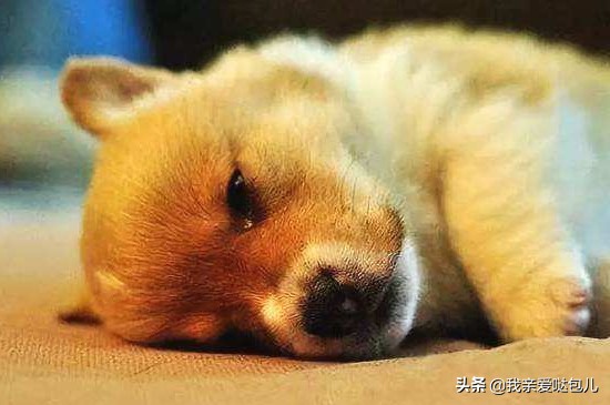 狗狗呕吐的症状及治疗方法,狗狗呕吐怎么办最有效的方法