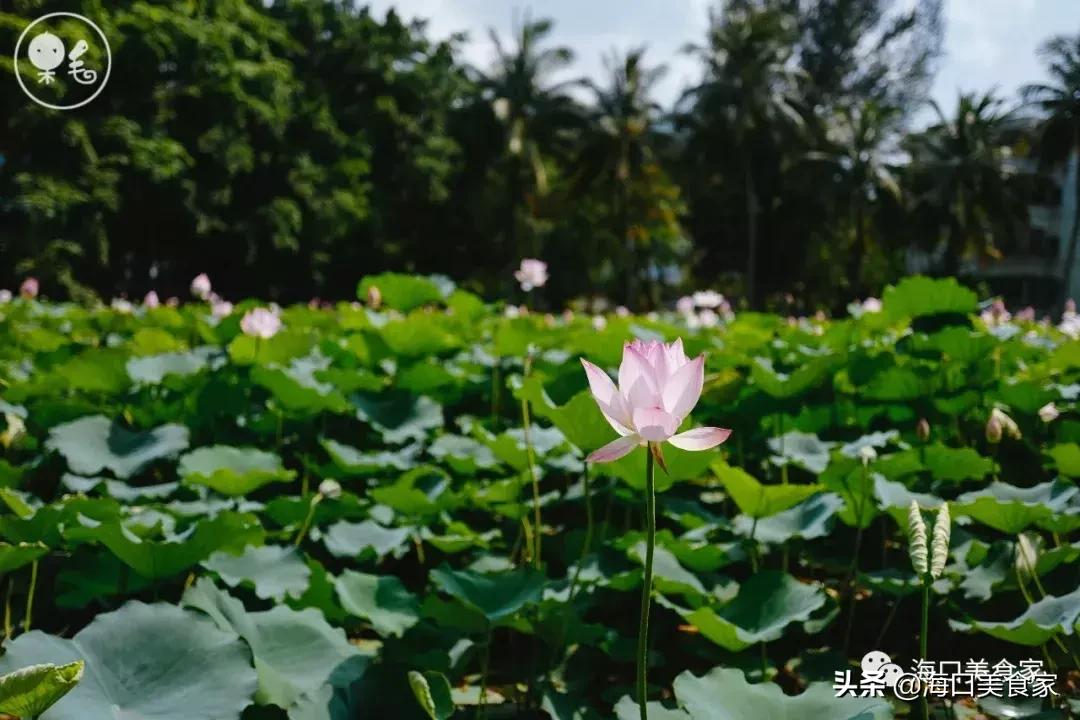 死心吧日语,死心吧