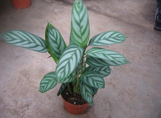 寒潮冻害怎么挽救,竹芋温度低会怎么样