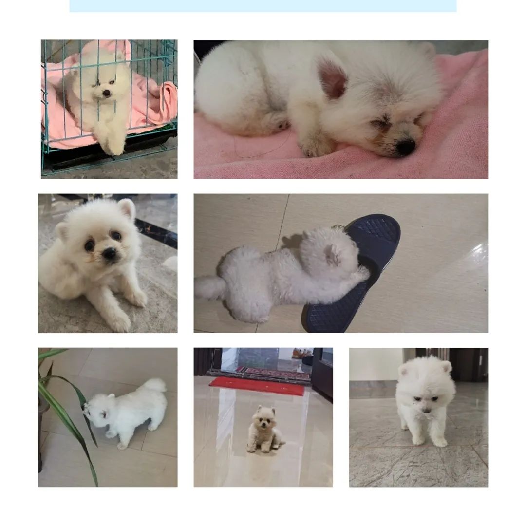 和宠物交流说什么,和宠物谈恋爱