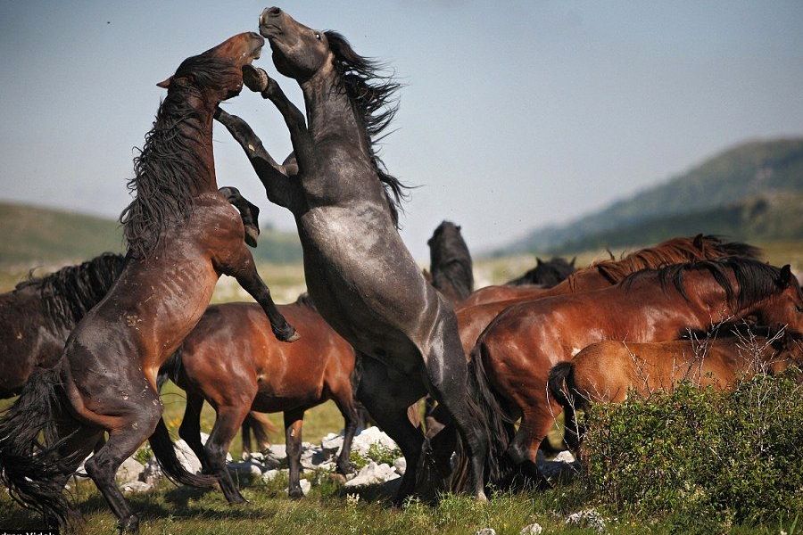 奇怪的知识又增加了阿拉伯语,奇怪的知识又增加了猫原版