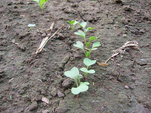 如何种出脆甜的樱桃萝卜,樱桃萝卜的种植方法和时间介绍