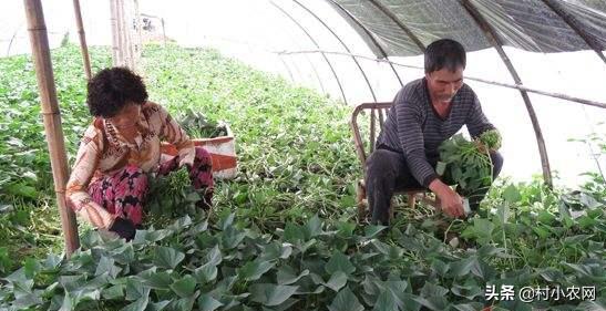 农村种植什么最赚钱最好做,农村种植什么最赚钱500元小本创业