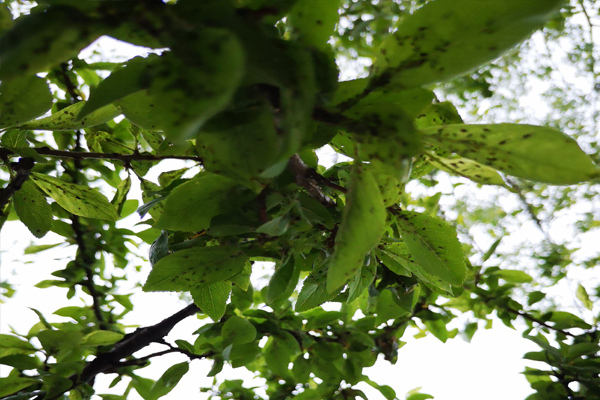 李树长了白色小虫怎么办,李树干长虫子怎么办