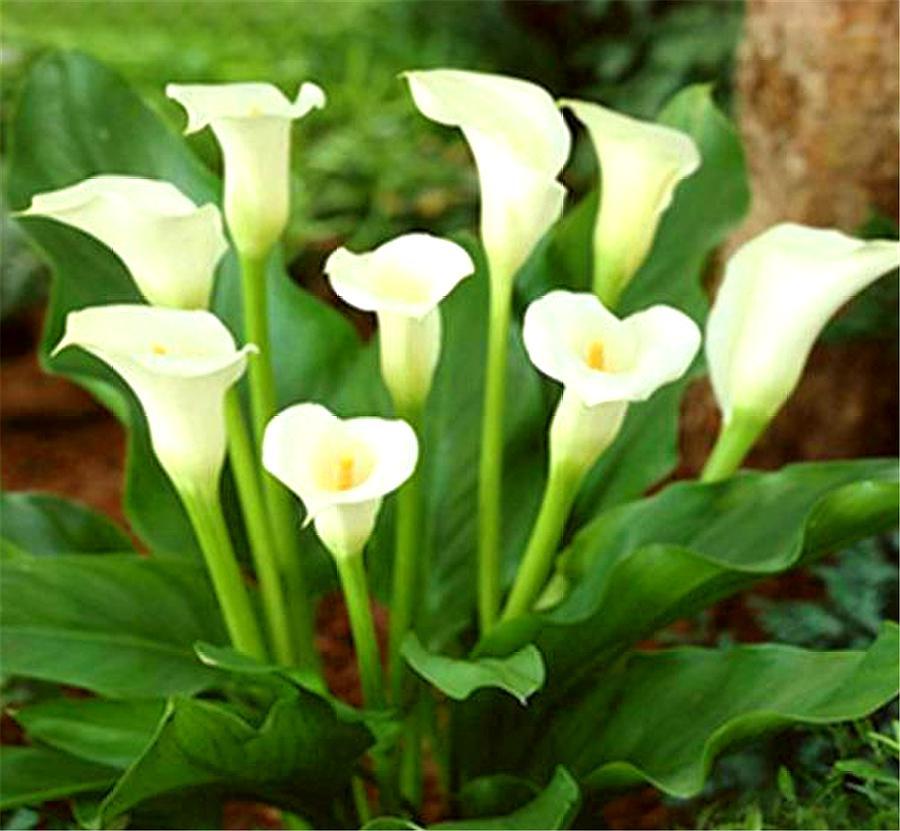 马蹄莲的养护方法快速开花,马蹄莲如何养护开花多