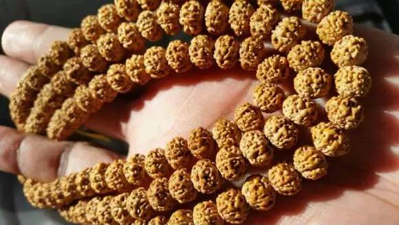 小金刚菩提最终是怎么样的,小金刚菩提子怎么看是真是假