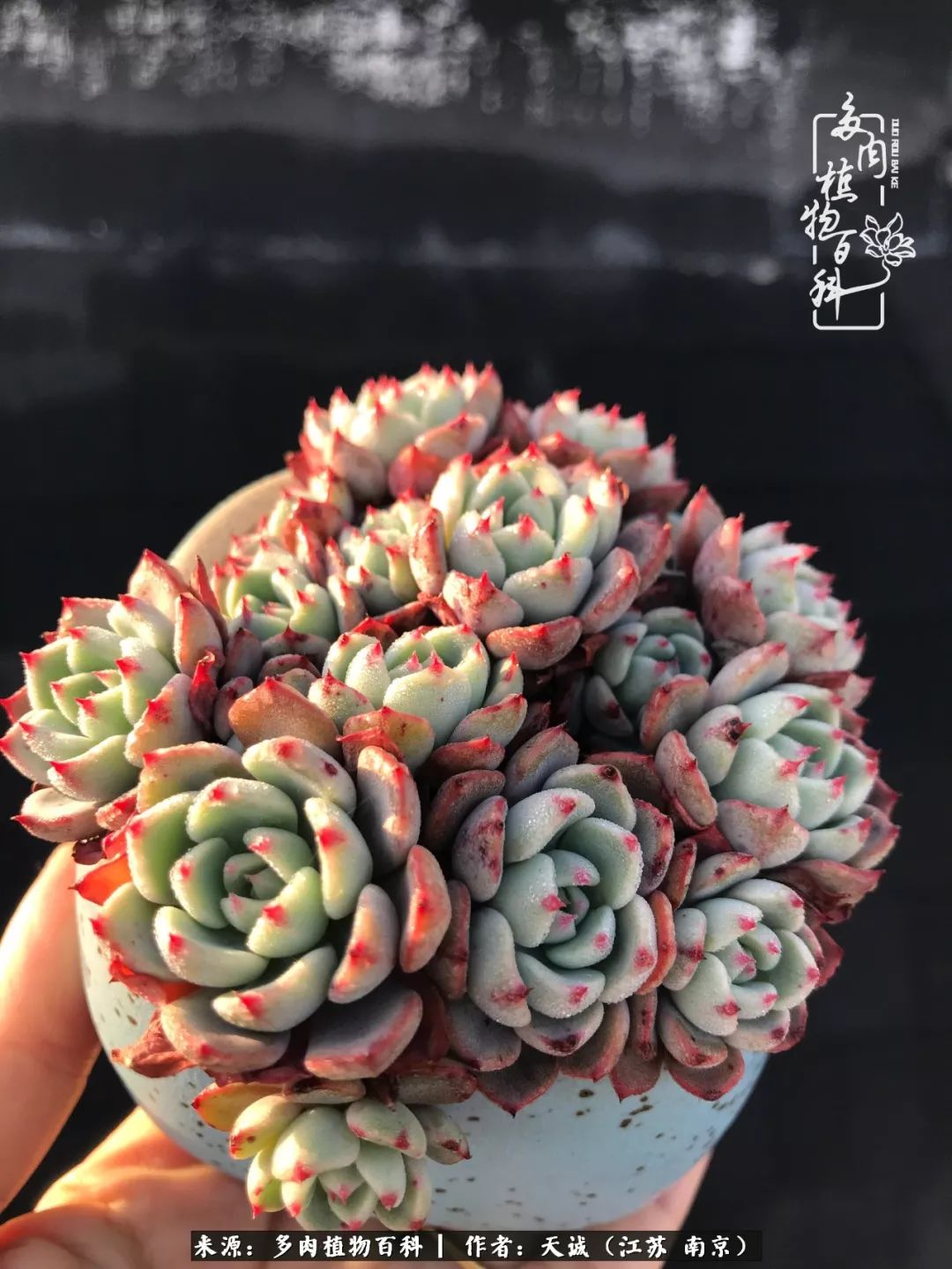 鍙拱瀵圭殑涓嶄拱璐电殑灏忔牱,鍙拱瀵圭殑涓嶄拱璐电殑鍥剧墖灞曠ず