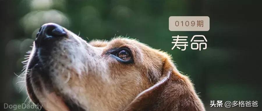 下一个狗年要等几年,下一个狗年还有多少年