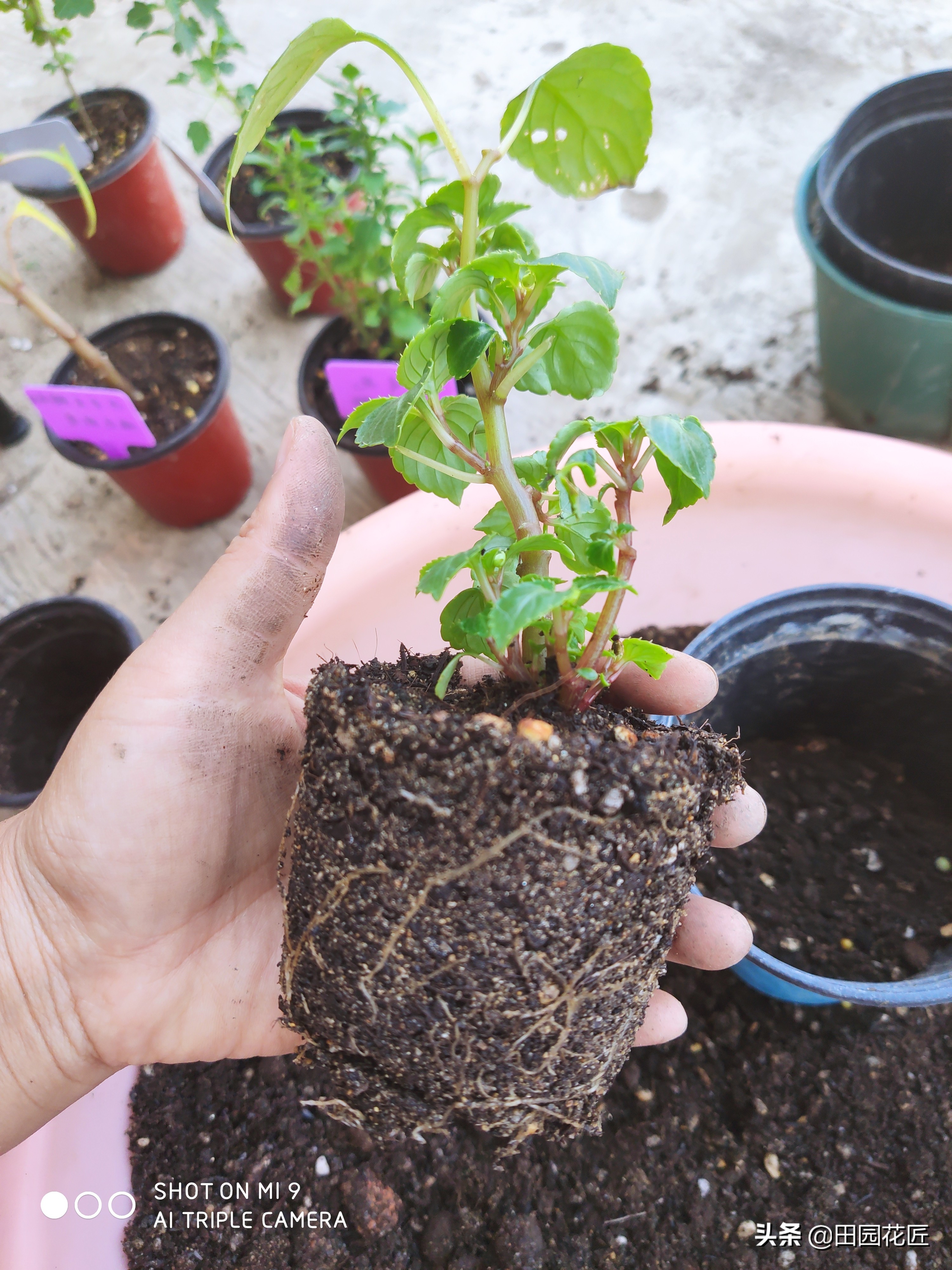 非洲重瓣凤仙，度夏困难易死株？其实不然，只因您没有这样养护