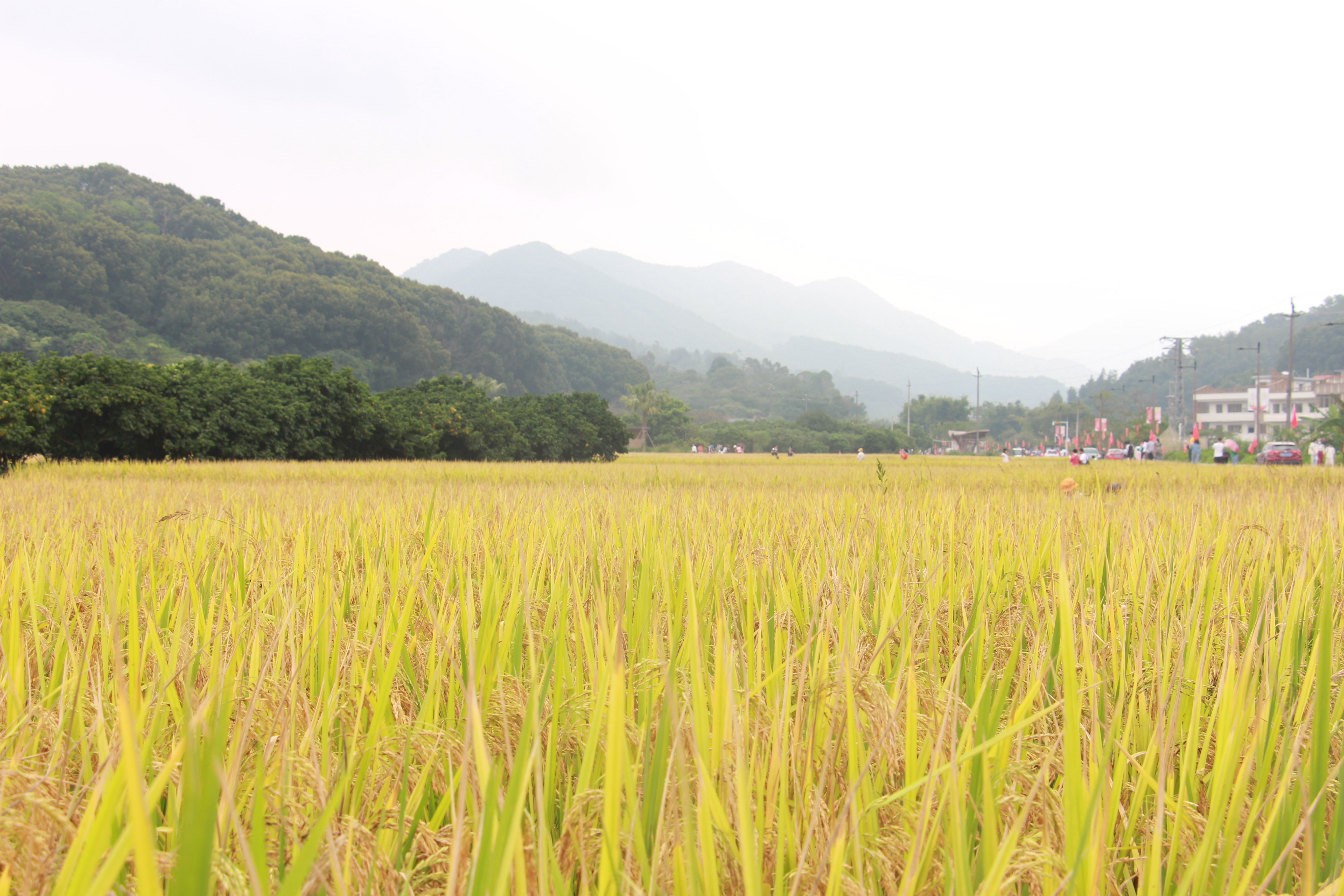 稻花飘香,柿柿如意——从化上罗村秋日拾趣
