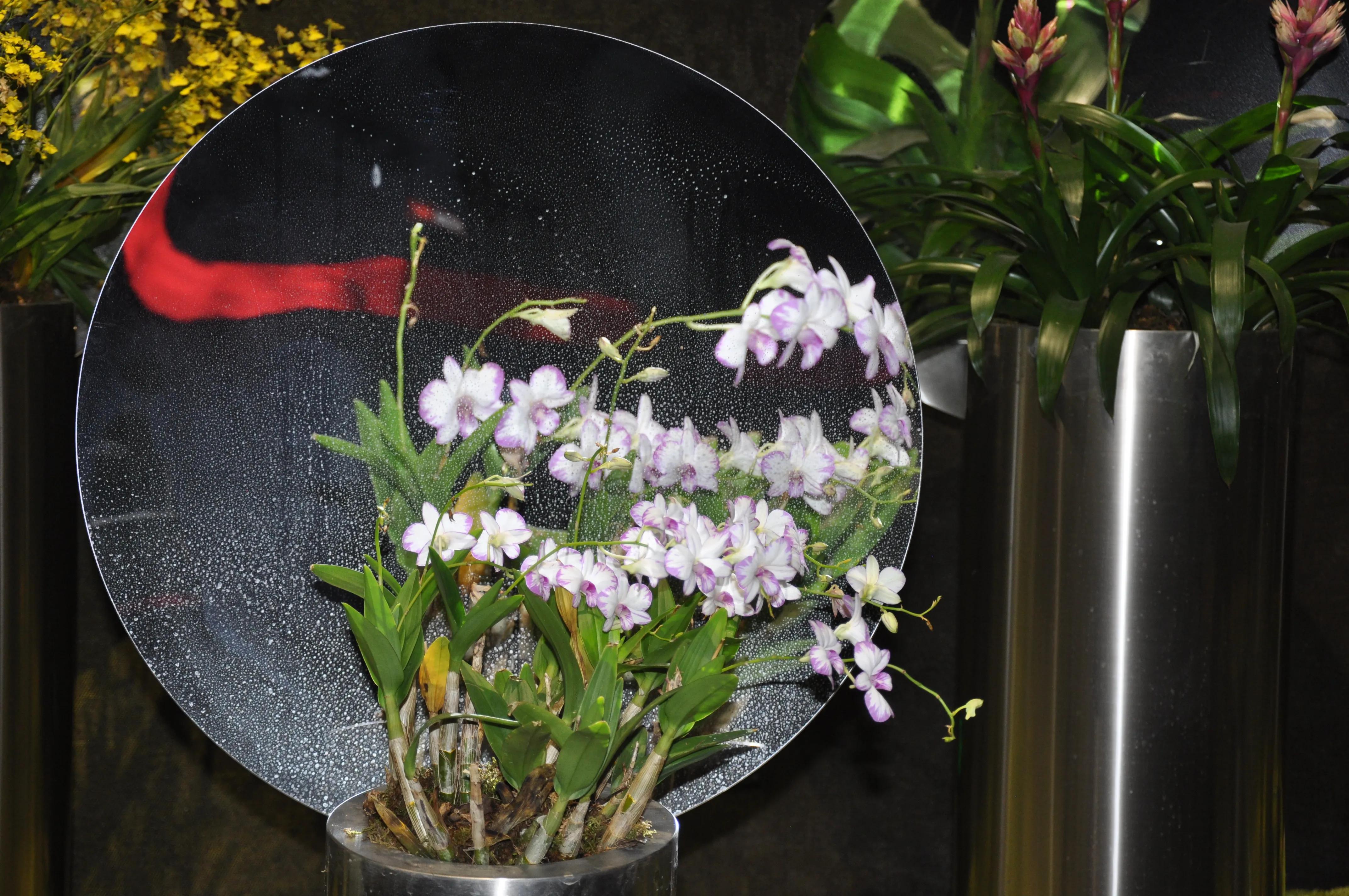 漳州东南花都花博会巡游,花博会花神巡游打卡