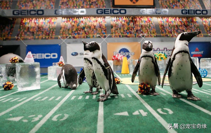 宠物全美大赛,美国奥兰多宠物展冠军