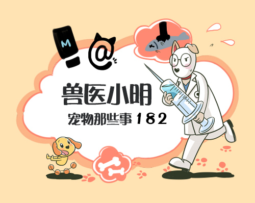 狗狗的健康需要铲屎官怎样来守护,高发期铲屎官要多留意狗狗的状态