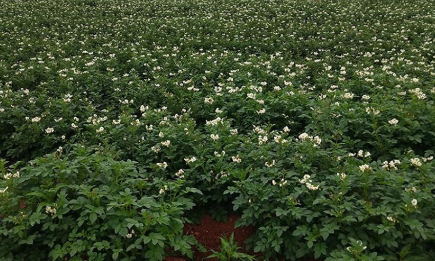 土豆块种植技巧和方法,土豆怎么种薯块大