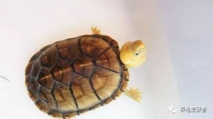 小龟冬眠苏醒腐皮腐甲,龟冬眠过后怎么处理