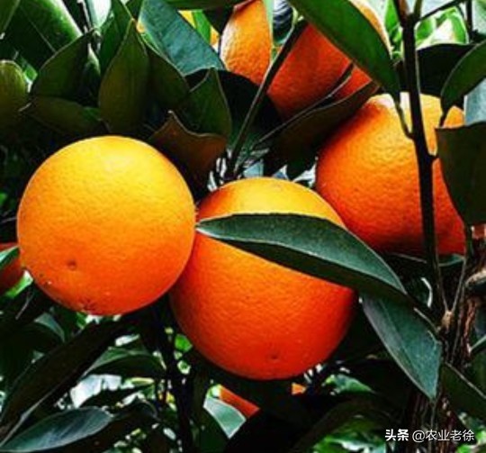 橙子栽培管理方法,橙子幼苗施肥和浇水方法