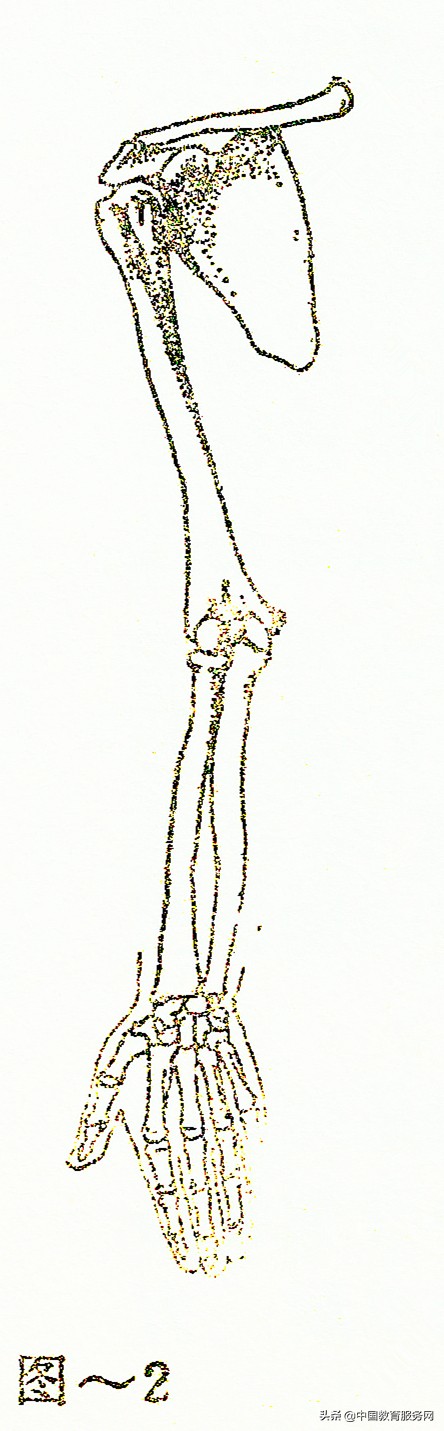 擒拿格斗的运动规律和人体的解剖结构