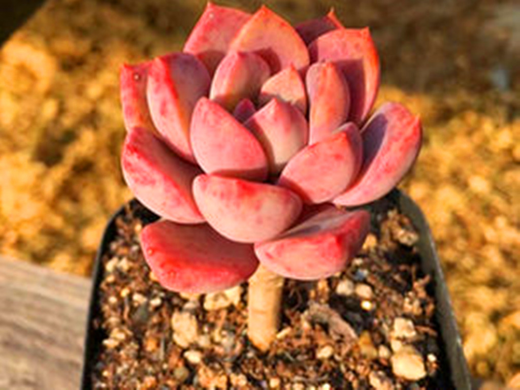 多肉水浇多了怎么补救最好,多肉水浇多了怎么快速干燥