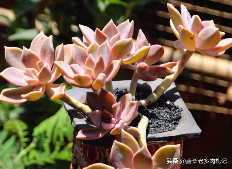 雾里看花——韩国初恋和韩彩莲身世成谜,它们会是同一种多肉吗?