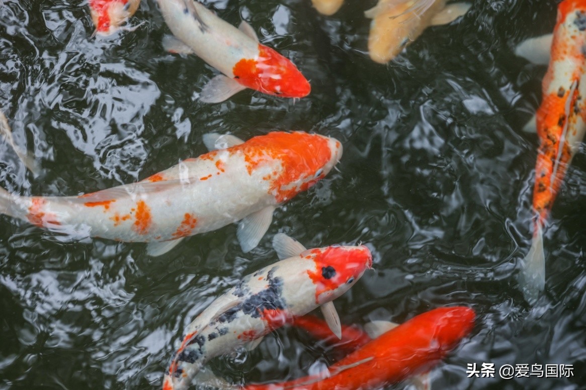 佳能eosr6详细参数曝光诚意满满,佳能发布新eosr6全画幅相机