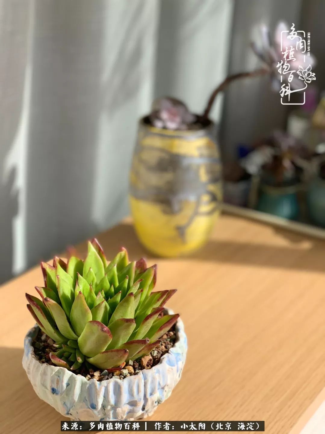 来自多肉的顽强生命力,与多肉朝夕相伴的美好时光