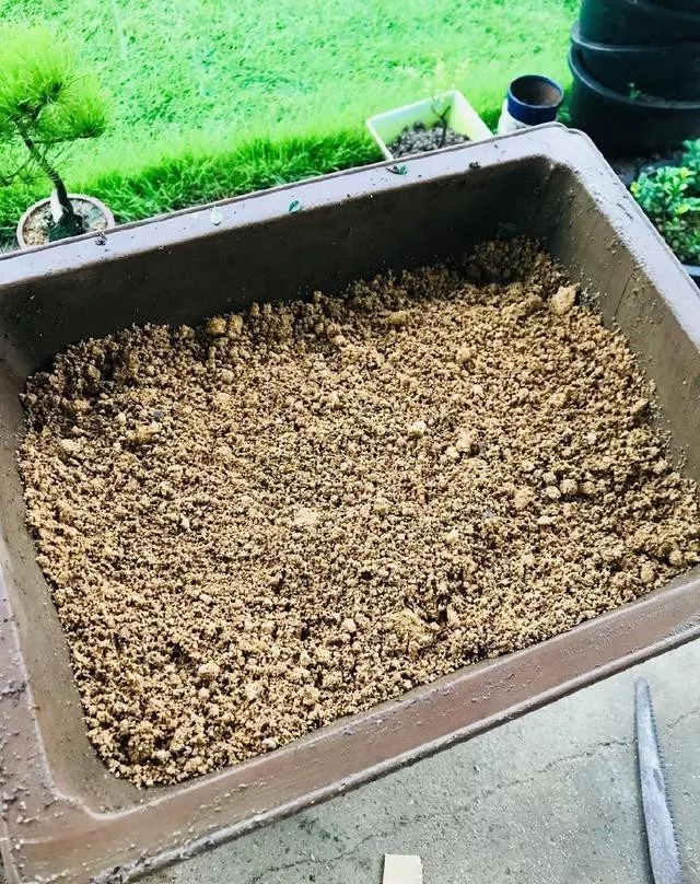 刚买回来的树桩盆景怎么处理,购买新盆景