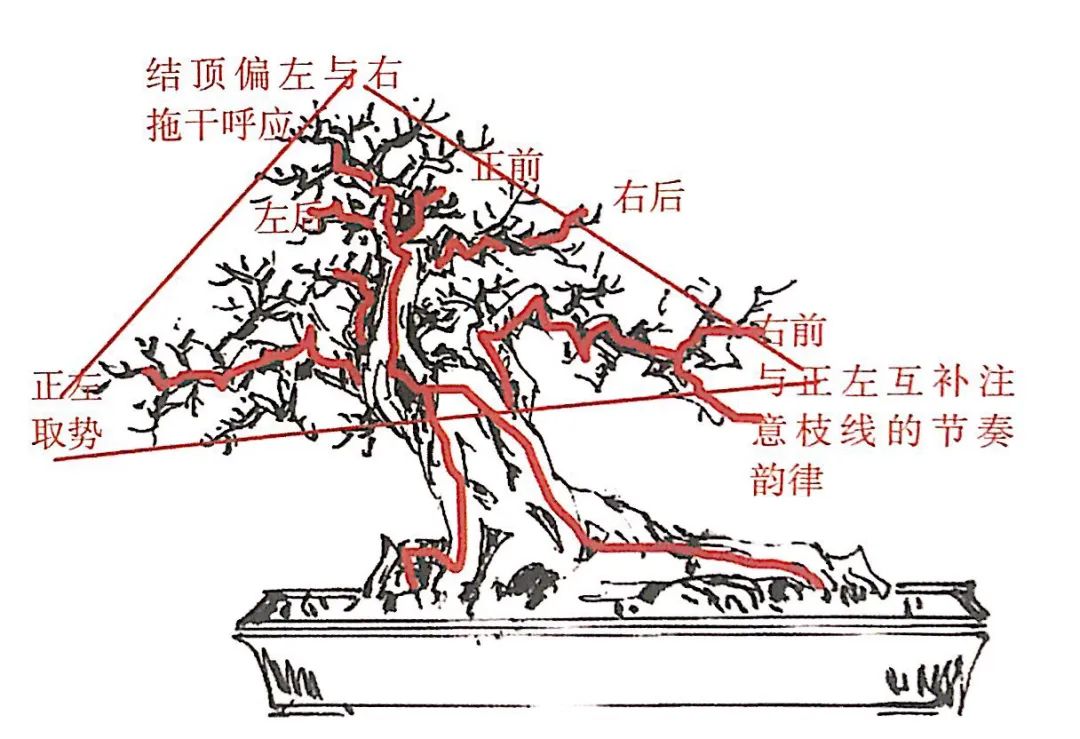 雀梅老桩盆景的造型,雀梅盆景树桩大全