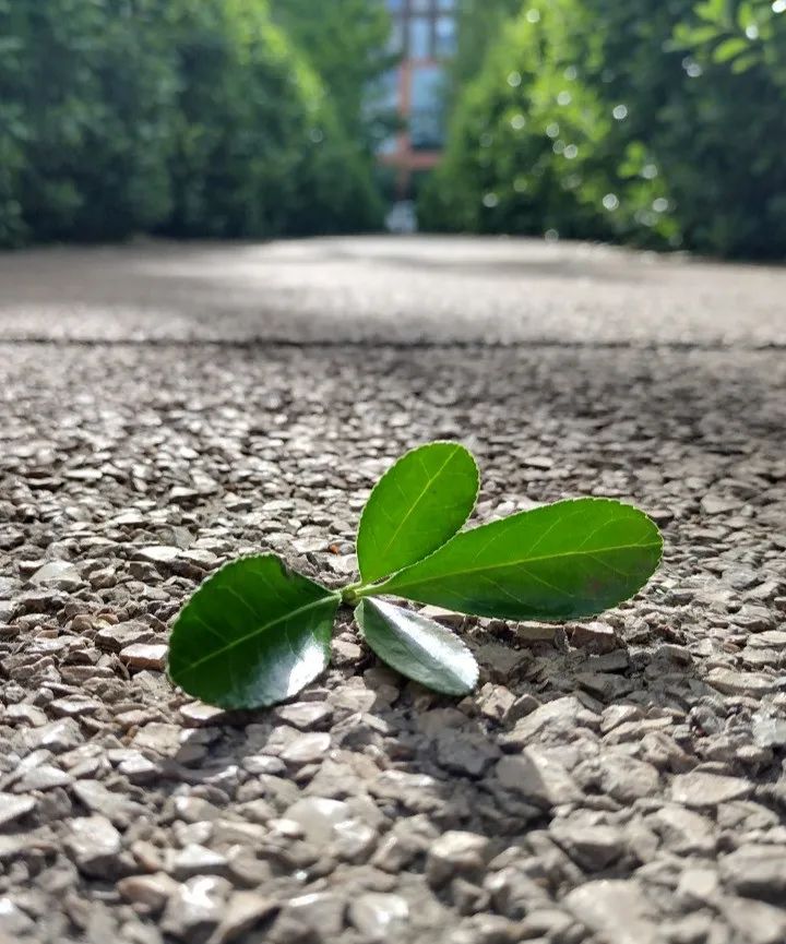 motog505g海外版评测,motog505g正式上市