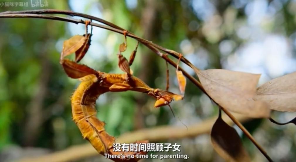 豆瓣9.6！娃刷到停不下来，还能看出人生大道理