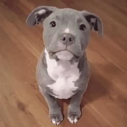 可爱呆萌的小奶狗视频,可爱可奶呆萌的小奶狗