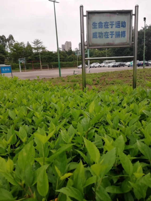 工作了十年的深圳福群集团我就要离开了，讲不出的再见