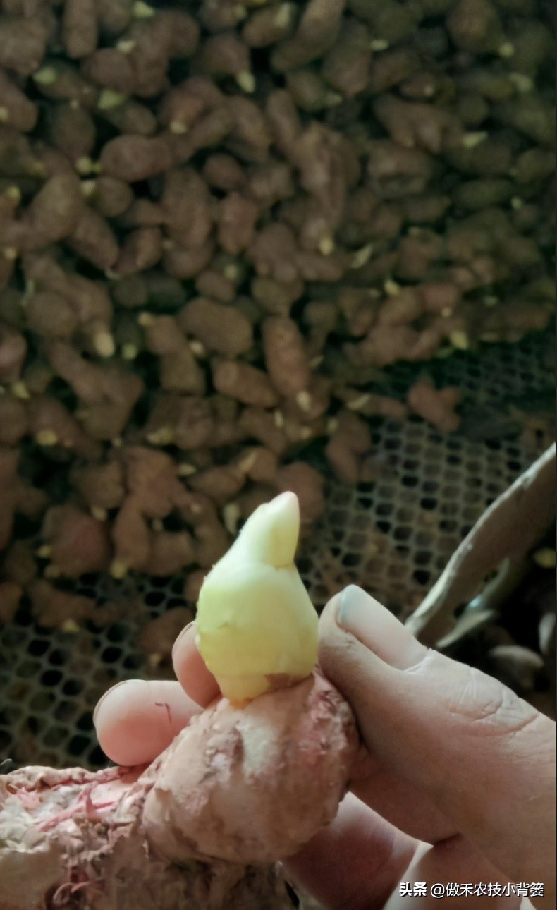 生姜的种植方法与田间管理,生姜种植方法生姜的后期管理