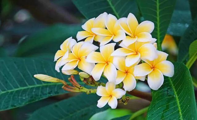 世界各国国花寓意浪漫,亚洲国花是哪个国家