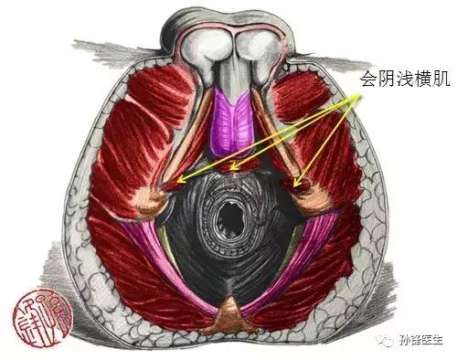 医学笔记︱男性会阴部的肌肉系统（中肛管水平）：（下）