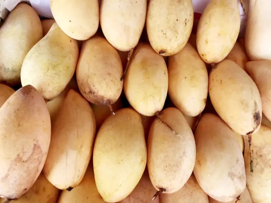 泰国清迈特产水果,泰国清迈的玫瑰