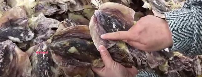 墨鱼干怎么挑选是新鲜的,墨鱼干最好吃的是哪种