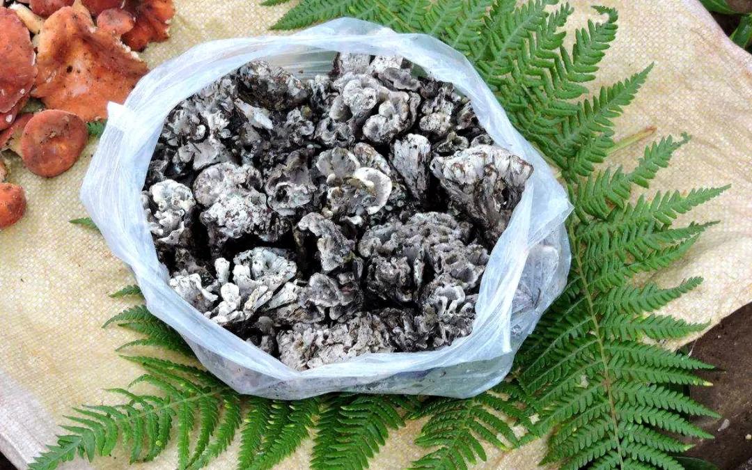2022年野生菌什么时候大量上市 (山里的野菌样品及价格)