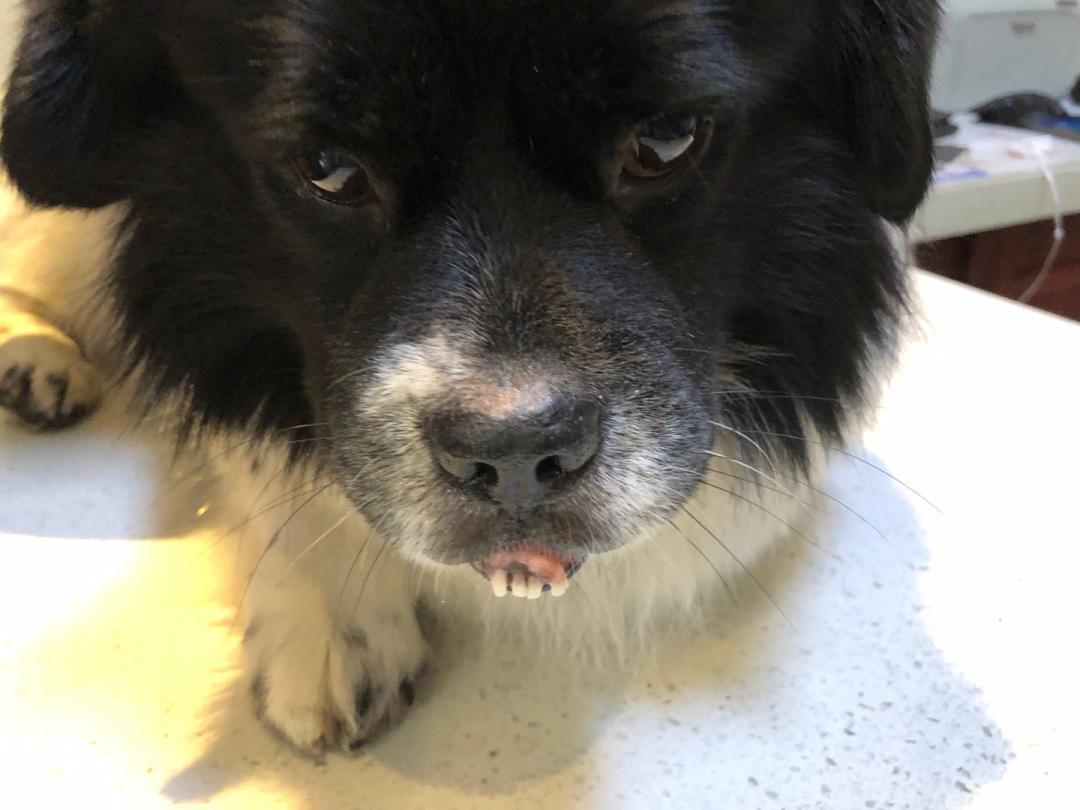 如果狗狗不慎被咬伤，作为家长该怎么办？