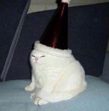 猫的本质是液体，不信看这里，萌化你