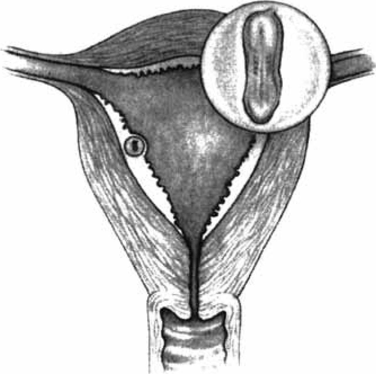 怀孕第1周胚胎发育状况,怀孕1-10个月胎儿发育图
