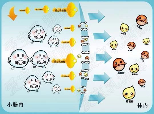 小奶猫是喝羊奶还是喝牛奶,布偶奶猫不吃猫粮只喝羊奶怎么办