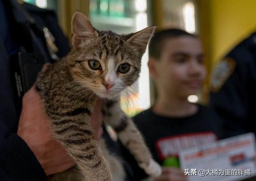小伙将超市小猫偷偷抱走，却让自闭男孩失去唯一朋友，他也很爱猫