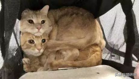 猫咪省钱好物维生素,猫咪必买的10种单品